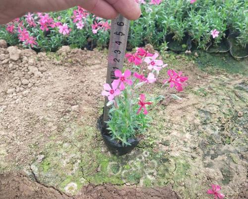 芝樱是什么花？芝樱的花语和养护要点有哪些？