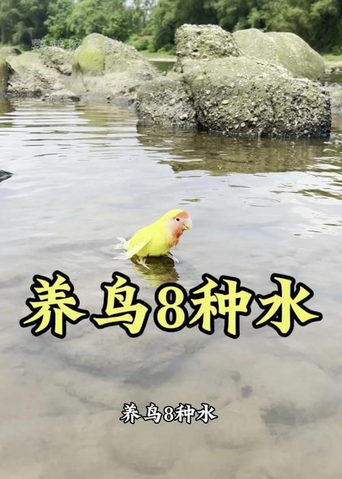 不死鸟浇水频率是多少？如何正确给不死鸟浇水？