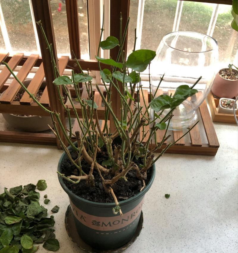 茉莉花叶子变黄的处理方法是什么？