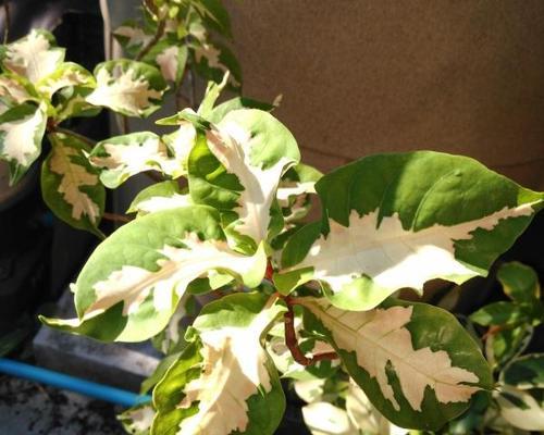 茉莉花叶子变黄的处理方法是什么？