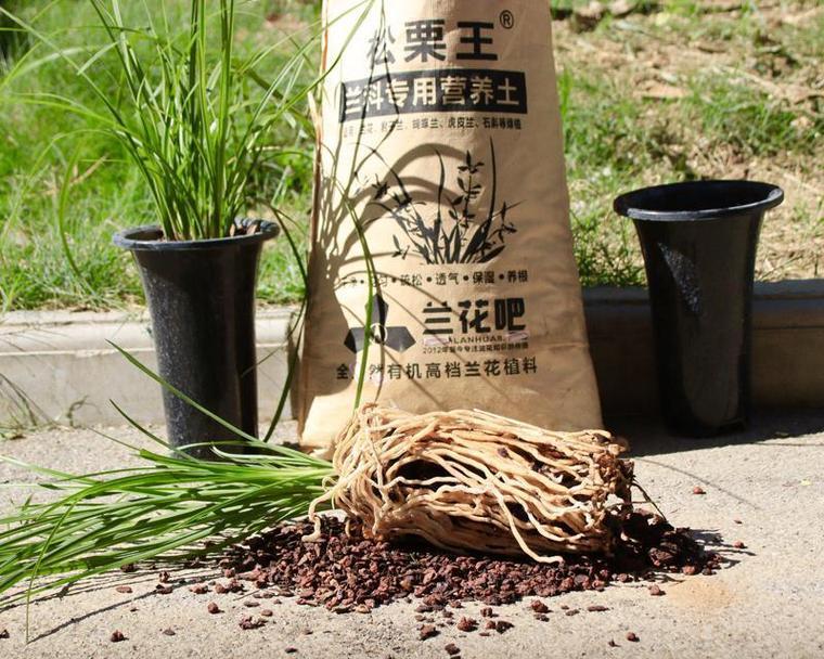 兰花分株的最佳时机是什么时候？
