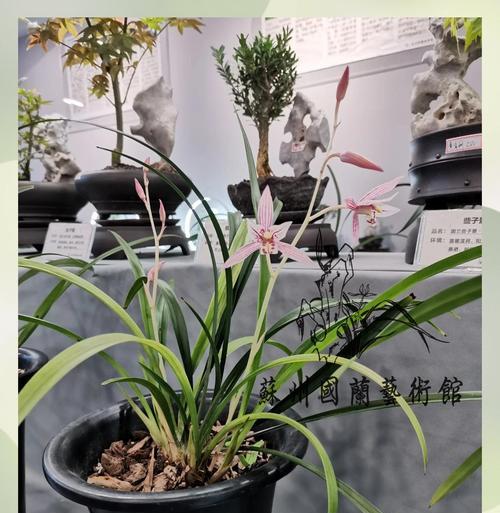 兰花分株的最佳时机是什么时候？