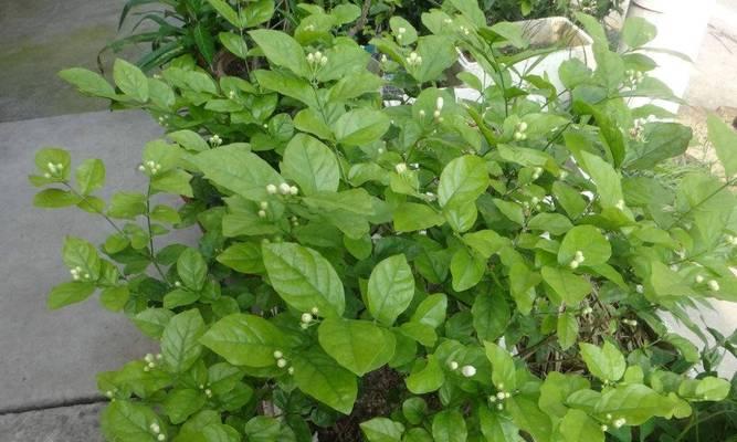 茉莉花的养殖方法有哪些？怎样才能养出香气四溢的茉莉？