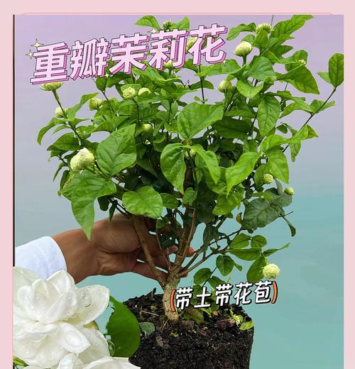 茉莉花的养殖方法有哪些？怎样才能养出香气四溢的茉莉？