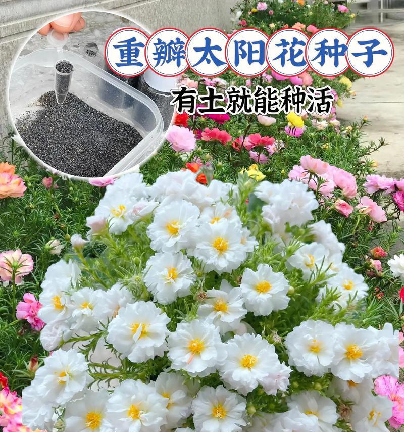 花种子种植的正确步骤和注意事项有哪些？