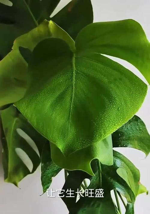 龟背竹浇水的正确频率是多少？如何判断浇水时机？