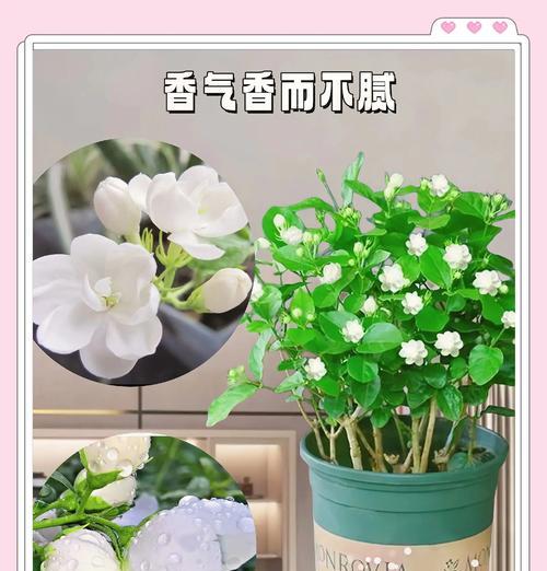 茉莉花通常在哪个季节开放？