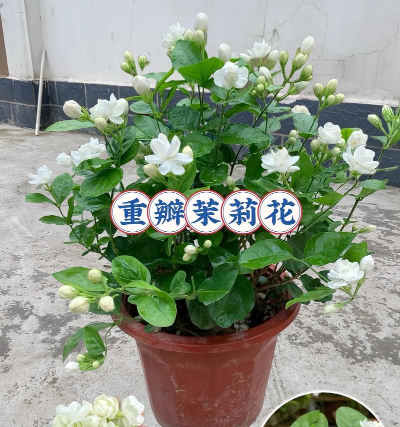 茉莉花通常在哪个季节开放？