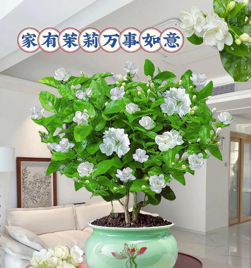 茉莉花通常在哪个季节开放？