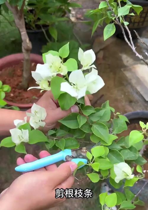 三角梅怎么插枝？插枝步骤是什么？