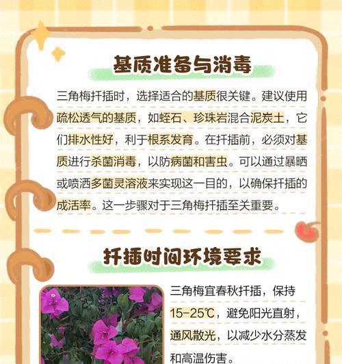 三角梅怎么插枝？插枝步骤是什么？