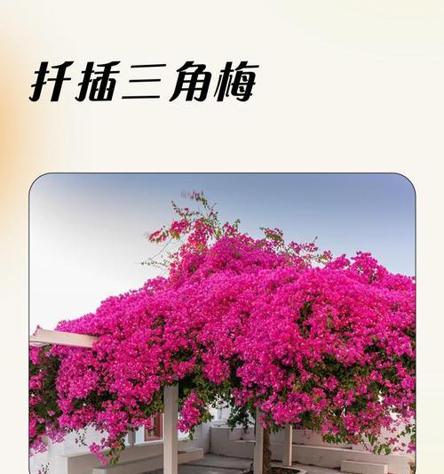 三角梅怎么插枝？插枝步骤是什么？