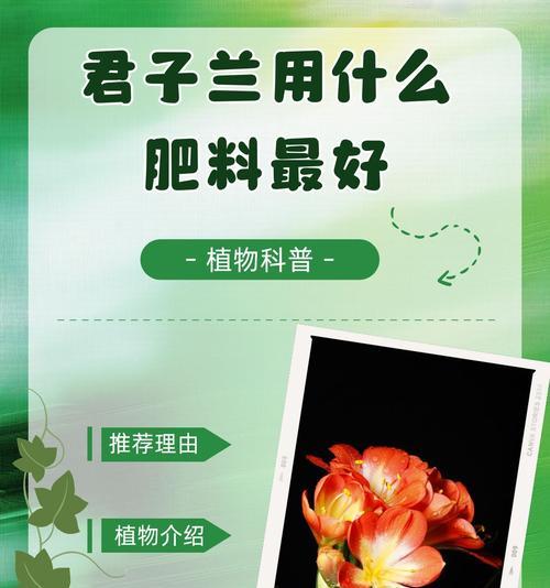 君子兰的栽培技术是什么？如何使其开花？