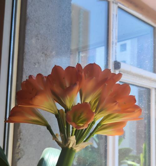 君子兰的栽培技术是什么？如何使其开花？