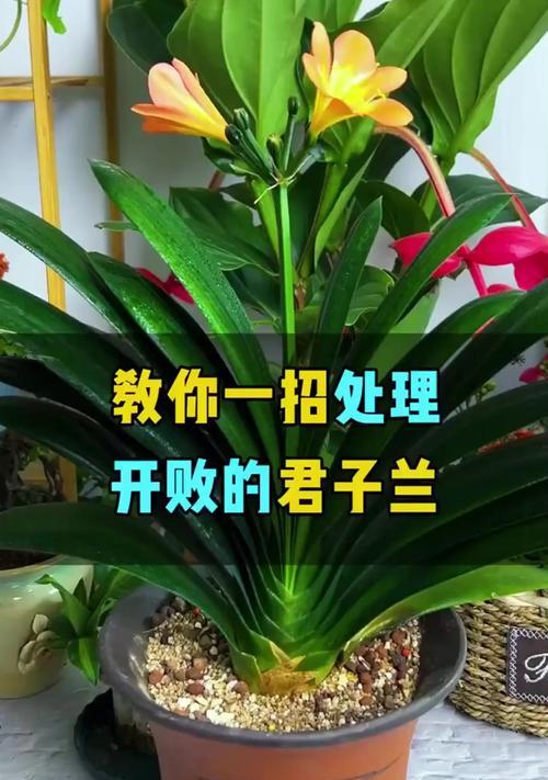 君子兰授粉的正确方法？