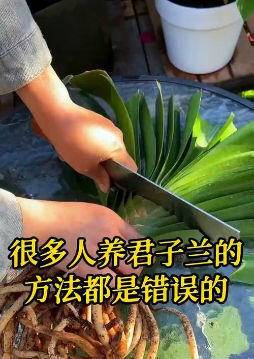 君子兰授粉的正确方法？