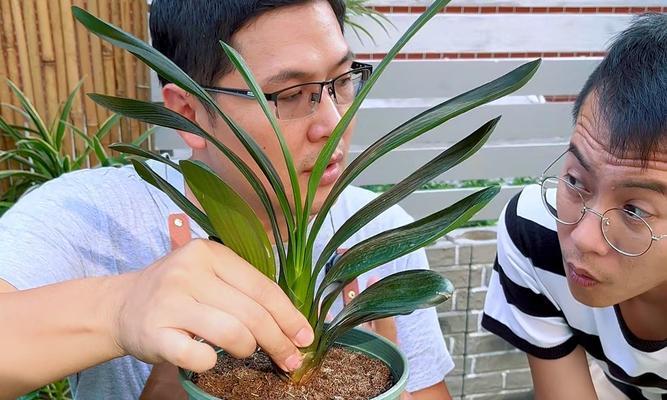 君子兰授粉的正确方法？