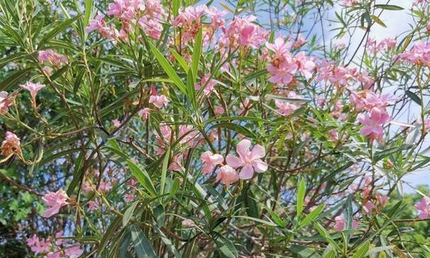 夹竹桃是什么植物？夹竹桃的毒性及其注意事项是什么？