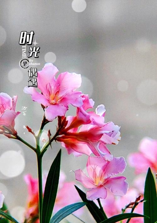 夹竹桃是什么植物？夹竹桃的毒性及其注意事项是什么？
