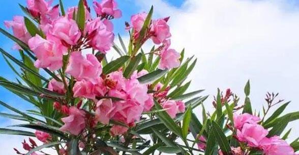夹竹桃是什么植物？夹竹桃的毒性及其注意事项是什么？