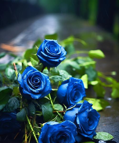 蓝色妖姬是哪种花？蓝色妖姬的花语和象征意义是什么？