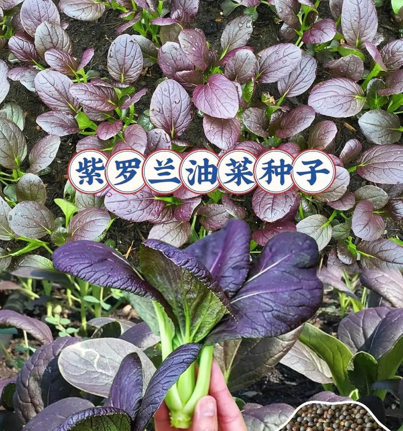 紫罗兰的最佳种植时间是什么时候？