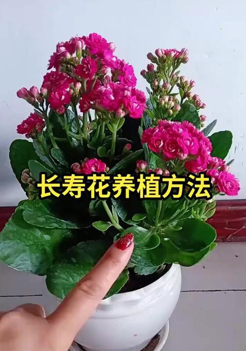 养花有哪些小技巧？怎样才能养出健康美丽的花卉？