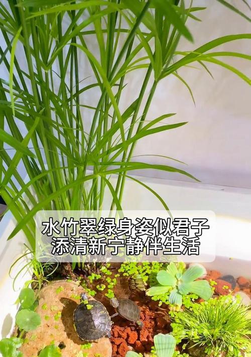 水竹旺盛生长的秘诀是什么？