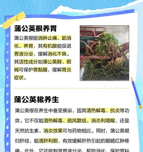 蒲公英代表什么？蒲公英的象征意义与用途是什么？