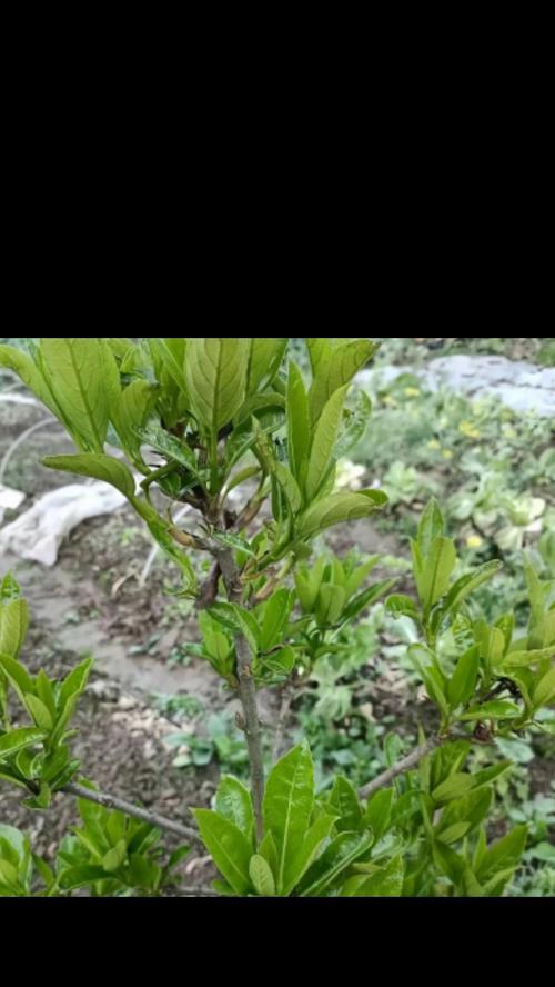 无花果叶子的形状特征是什么？