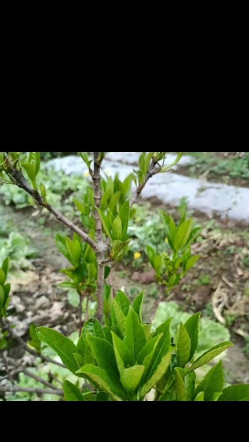 无花果叶子的形状特征是什么？
