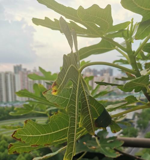 无花果叶子的形状特征是什么？
