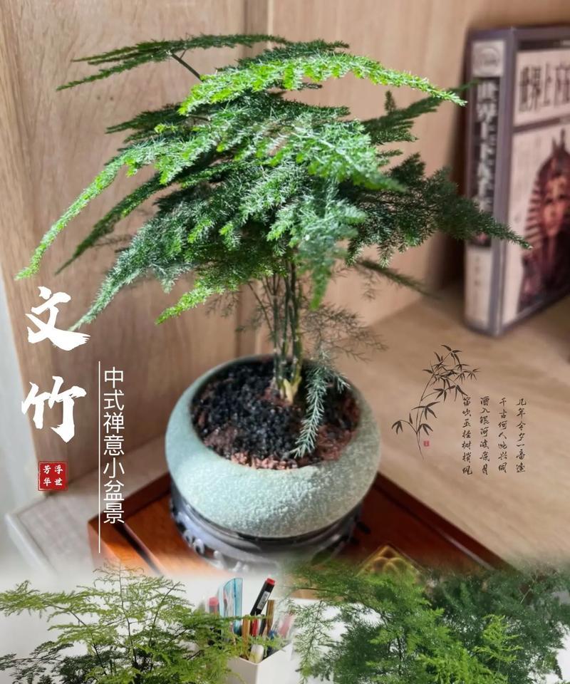 塔竹养护技巧有哪些？怎样才能长得茂盛？