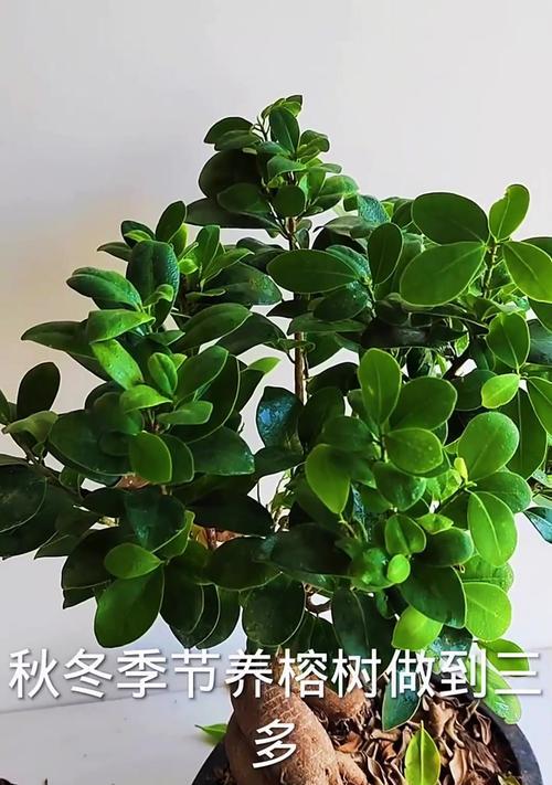 盆栽榕树的正确养护和管理技巧是什么？