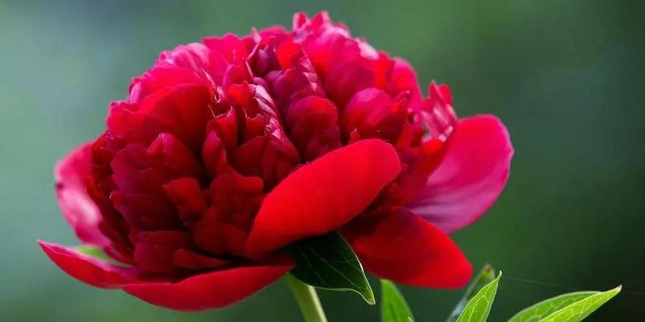 牡丹花的花语是什么？牡丹花的象征意义有哪些？