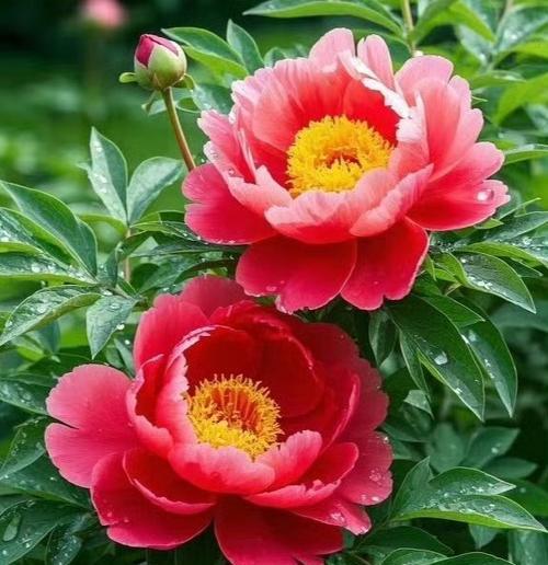 牡丹花的花语是什么？牡丹花的象征意义有哪些？