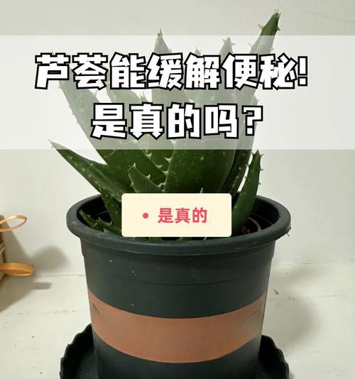 芦荟扦插的成功秘诀是什么？如何快速生根？