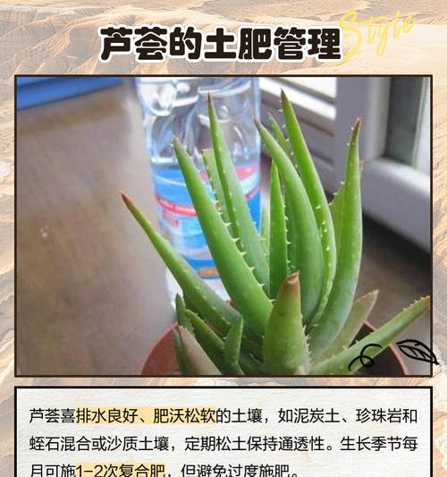 芦荟扦插的成功秘诀是什么？如何快速生根？