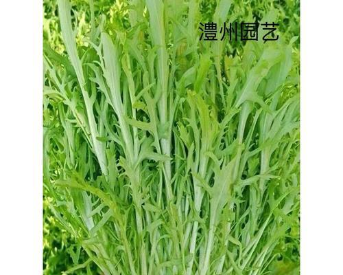 苦苣品种有哪些？如何挑选适合种植的苦苣品种？