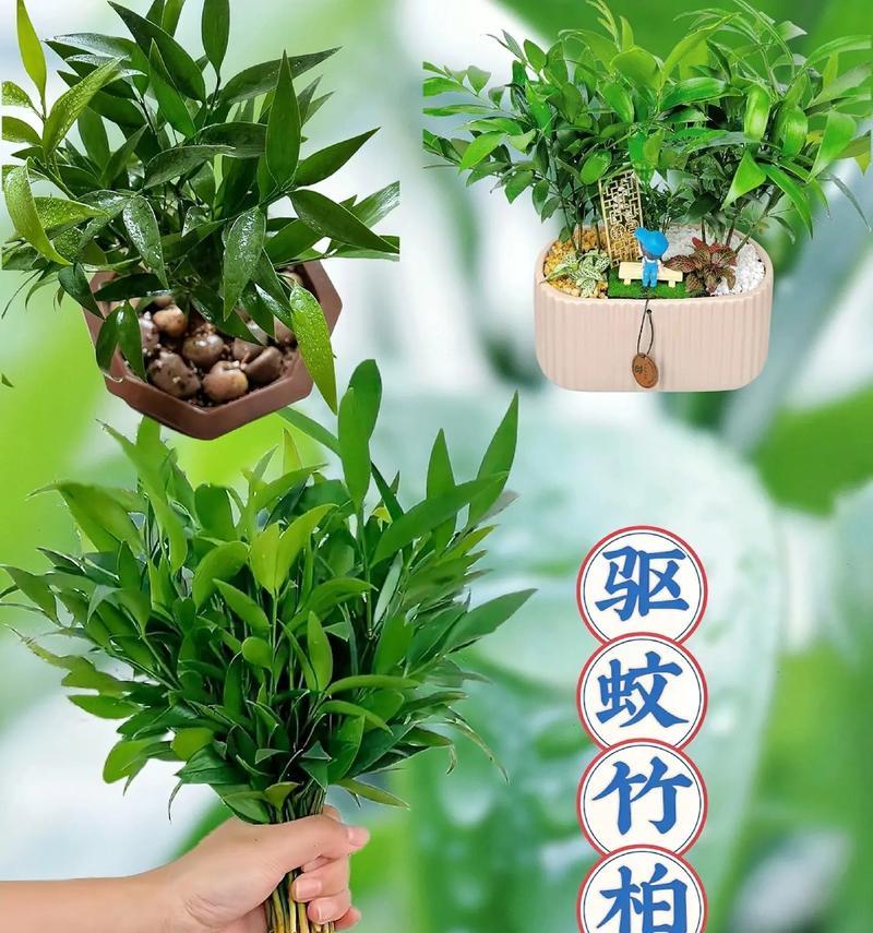 四季青有哪些植物品种？各自有何特性？