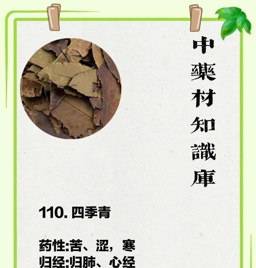 四季青有哪些植物品种？各自有何特性？