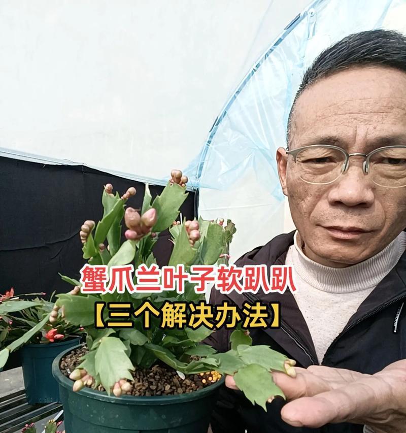 蟹爪兰叶子发红的解决方法是什么？