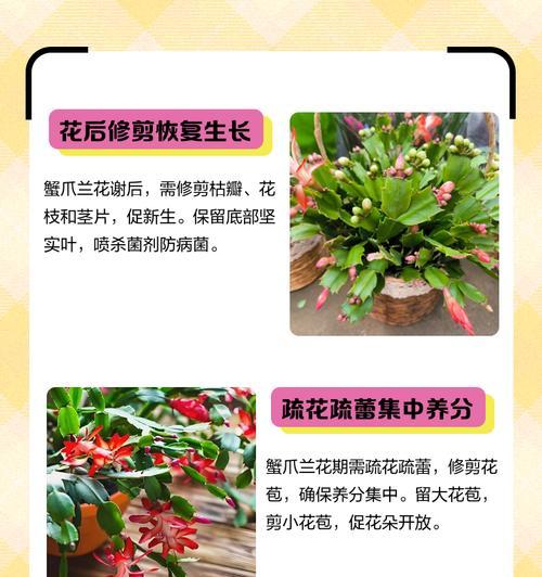 蟹爪兰叶子发红的解决方法是什么？