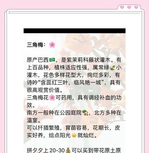 三角梅在家庭中如何养护？