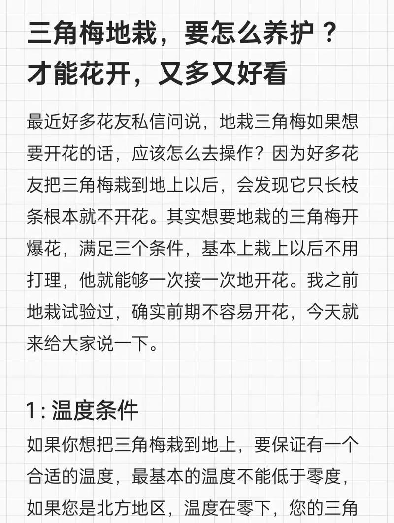 三角梅在家庭中如何养护？