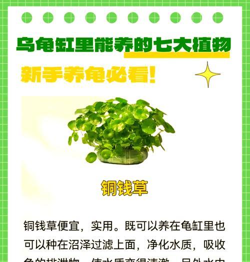 鱼缸水适合浇什么花？使用鱼缸水养花的好处是什么？