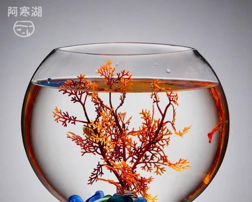 鱼缸水适合浇什么花？使用鱼缸水养花的好处是什么？