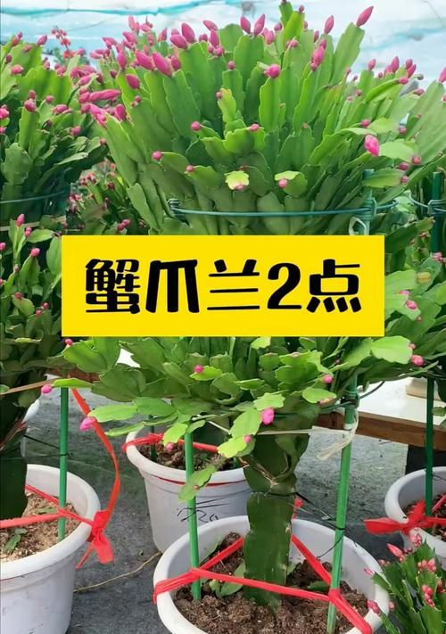 夏季蟹爪兰的养护要点是什么？