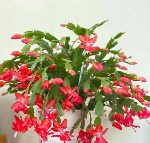 夏季蟹爪兰的养护要点是什么？