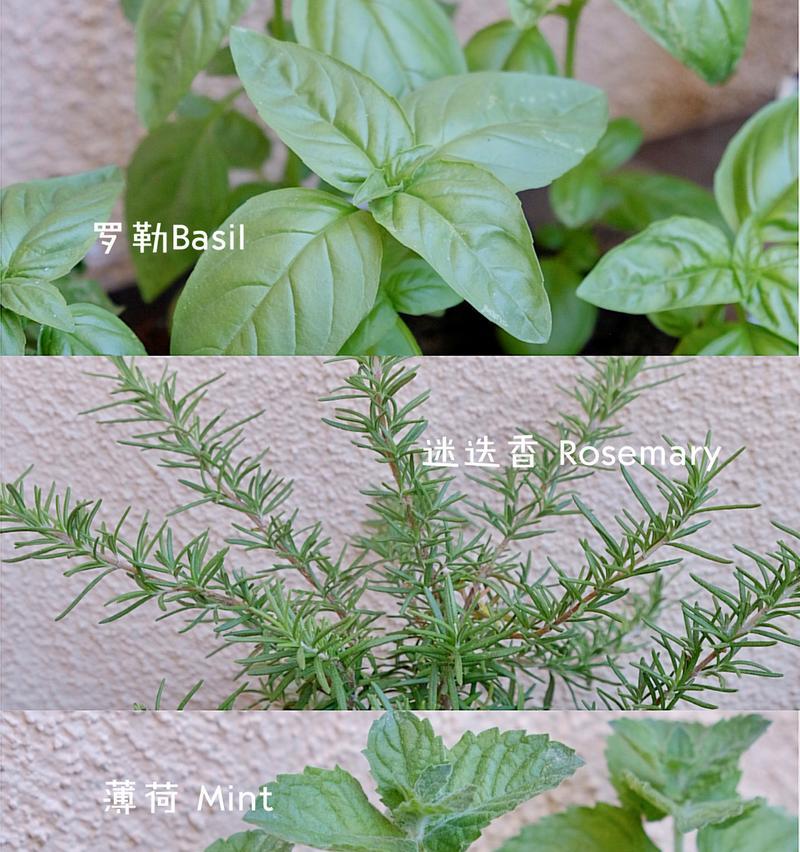 罗勒种植的秘诀和常见问题解答？